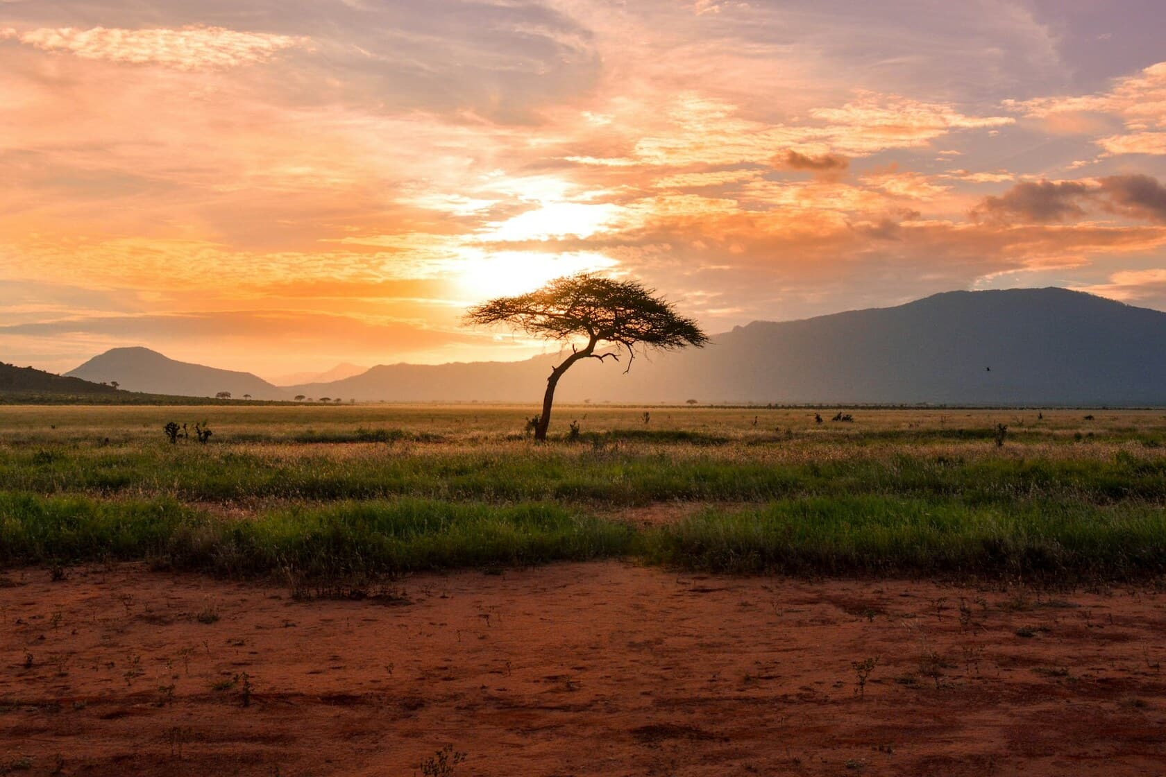 Elephants crossing the savanna at golden hour
